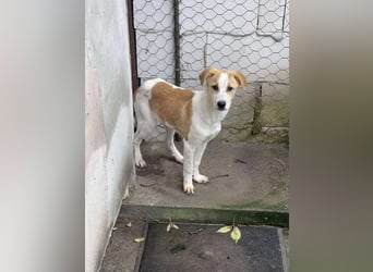 HANNAH - sucht ihre Menschen