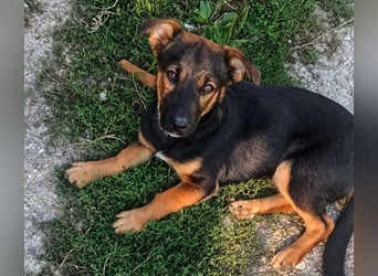 GOOFY - verspieltes Hundekind