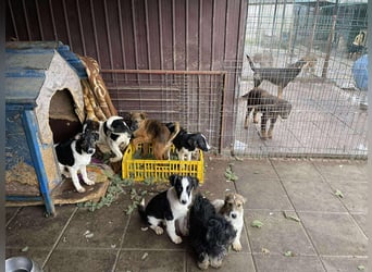 MELODY - Traumzuhause gesucht