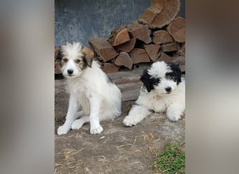 HEIDI - liebevolles Hundekind