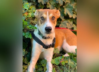 IVY - liebes Hundemädchen
