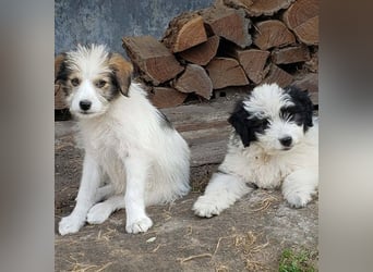 LOTTE - Traumzuhause gesucht
