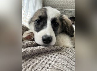 BELLA - sucht ihr Für-immer-Zuhause