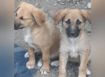 FINN - ist bereit für Abenteuer