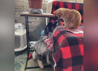 SADIE - Traumzuhause gesucht