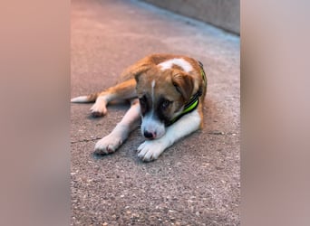 KOA - Traumzuhause gesucht