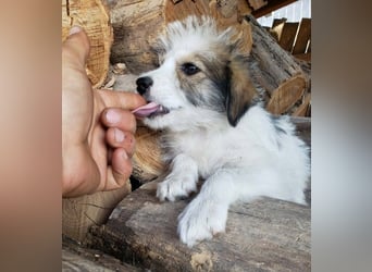 HEIDI - liebevolles Hundekind