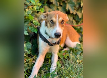 IVY - liebes Hundemädchen