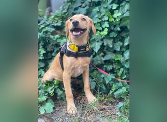 AMBER - tolles Hundemädchen