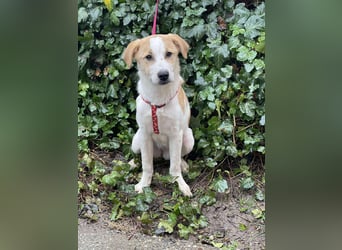 HANNAH - sucht ihre Menschen