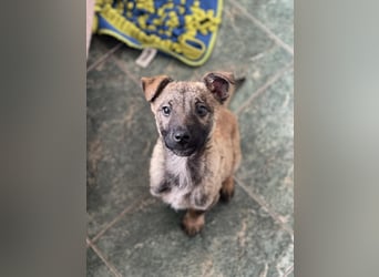 MAXI - liebevoller Hundebub