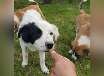 NUKA - liebevolles Hundemädchen