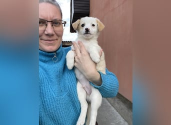 PRESTON - Zuckerbub sucht seine Menschen *reserviert*