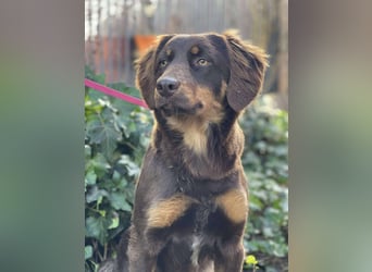 ROSIE - verspielte Schönheit