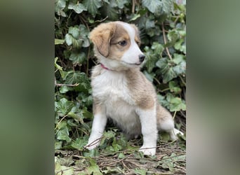 PEER - sanfte Seele sucht seine Menschen *reserviert*