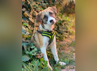 KOA - Traumzuhause gesucht