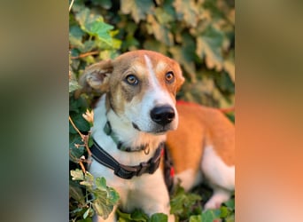 IVY - liebes Hundemädchen