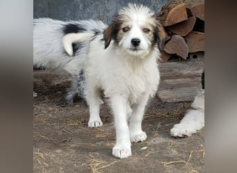 HEIDI - liebevolles Hundekind
