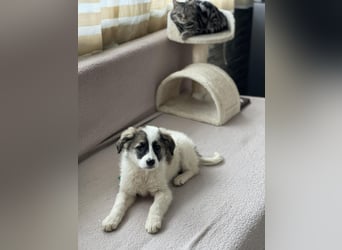 BELLA - sucht ihr Für-immer-Zuhause