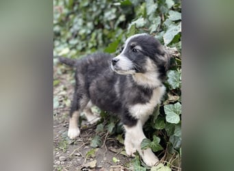 NALA - sanfte Seele sucht ihre Menschen