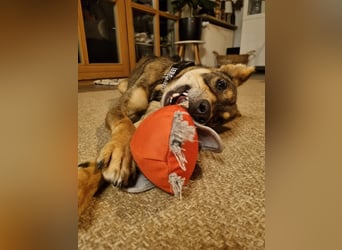 Verspielter, zierlicher Whippet ähnl. Familienhund, 2,5J., gepflegt, stubenrein, kastriert