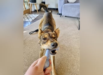 Verspielter, zierlicher Whippet ähnl. Familienhund, 2,5J., gepflegt, stubenrein, kastriert