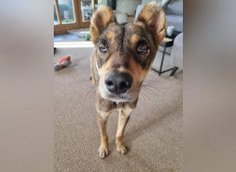 Verspielter, zierlicher Whippet ähnl. Familienhund, 2,5J., gepflegt, stubenrein, kastriert