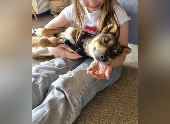 Verspielter, zierlicher Whippet ähnl. Familienhund, 2,5J., gepflegt, stubenrein, kastriert