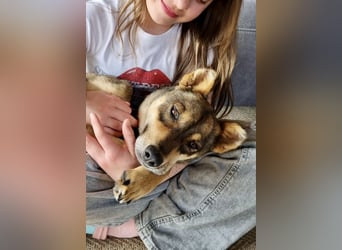 Verspielter, zierlicher Whippet ähnl. Familienhund, 2,5J., gepflegt, stubenrein, kastriert