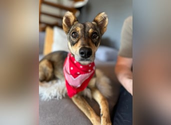 Verspielter, zierlicher Whippet ähnl. Familienhund, 2,5J., gepflegt, stubenrein, kastriert