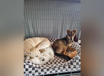 Verspielter, zierlicher Whippet ähnl. Familienhund, 2,5J., gepflegt, stubenrein, kastriert