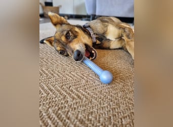 Verspielter, zierlicher Whippet ähnl. Familienhund, 2,5J., gepflegt, stubenrein, kastriert