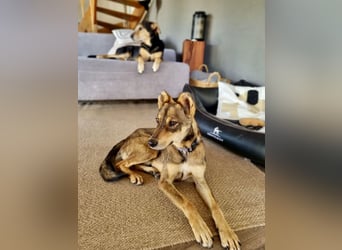 Verspielter, zierlicher Whippet ähnl. Familienhund, 2,5J., gepflegt, stubenrein, kastriert
