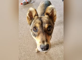 Verspielter, zierlicher Whippet ähnl. Familienhund, 2,5J., gepflegt, stubenrein, kastriert