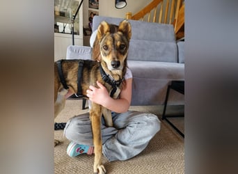 Verspielter, zierlicher Whippet ähnl. Familienhund, 2,5J., gepflegt, stubenrein, kastriert