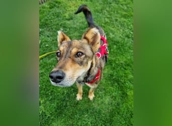 Verspielter, zierlicher Whippet ähnl. Familienhund, 2,5J., gepflegt, stubenrein, kastriert