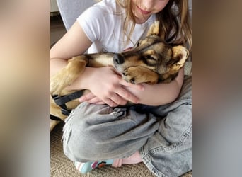 Verspielter, zierlicher Whippet ähnl. Familienhund, 2,5J., gepflegt, stubenrein, kastriert