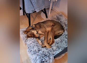 Verspielter, zierlicher Whippet ähnl. Familienhund, 2,5J., gepflegt, stubenrein, kastriert