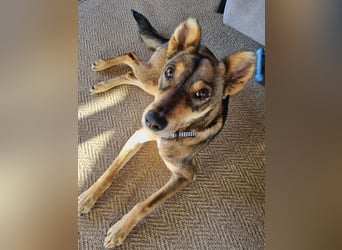 Verspielter, zierlicher Whippet ähnl. Familienhund, 2,5J., gepflegt, stubenrein, kastriert