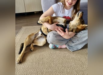 Verspielter, zierlicher Whippet ähnl. Familienhund, 2,5J., gepflegt, stubenrein, kastriert