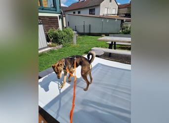 Verspielter, zierlicher Whippet ähnl. Familienhund, 2,5J., gepflegt, stubenrein, kastriert