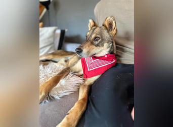 Verspielter, zierlicher Whippet ähnl. Familienhund, 2,5J., gepflegt, stubenrein, kastriert