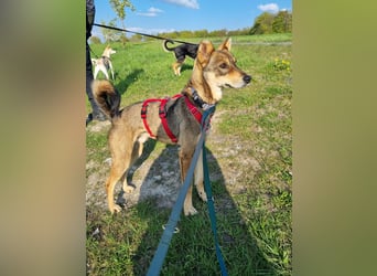 Verspielter, zierlicher Whippet ähnl. Familienhund, 2,5J., gepflegt, stubenrein, kastriert