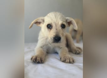 Fips, geb. ca. 03/2026, lebt in GRIECHENLAND, im städt. Tierheim Serres
