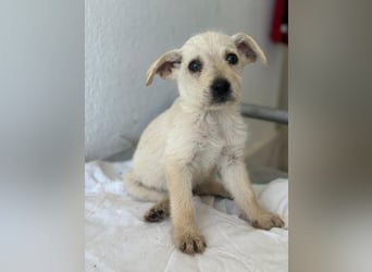 Fips, geb. ca. 03/2026, lebt in GRIECHENLAND, im städt. Tierheim Serres