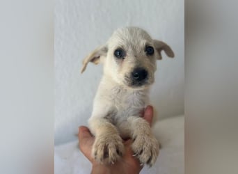 Fips, geb. ca. 03/2026, lebt in GRIECHENLAND, im städt. Tierheim Serres