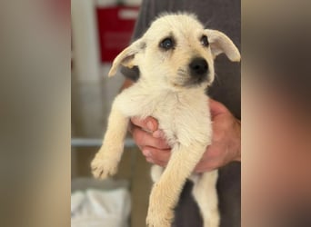 Fips, geb. ca. 03/2026, lebt in GRIECHENLAND, im städt. Tierheim Serres