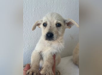 Fips, geb. ca. 03/2026, lebt in GRIECHENLAND, im städt. Tierheim Serres