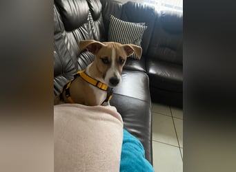 Paolo: unkomplizierter Anfängerhund