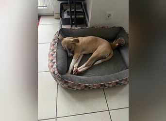 Paolo: unkomplizierter Anfängerhund